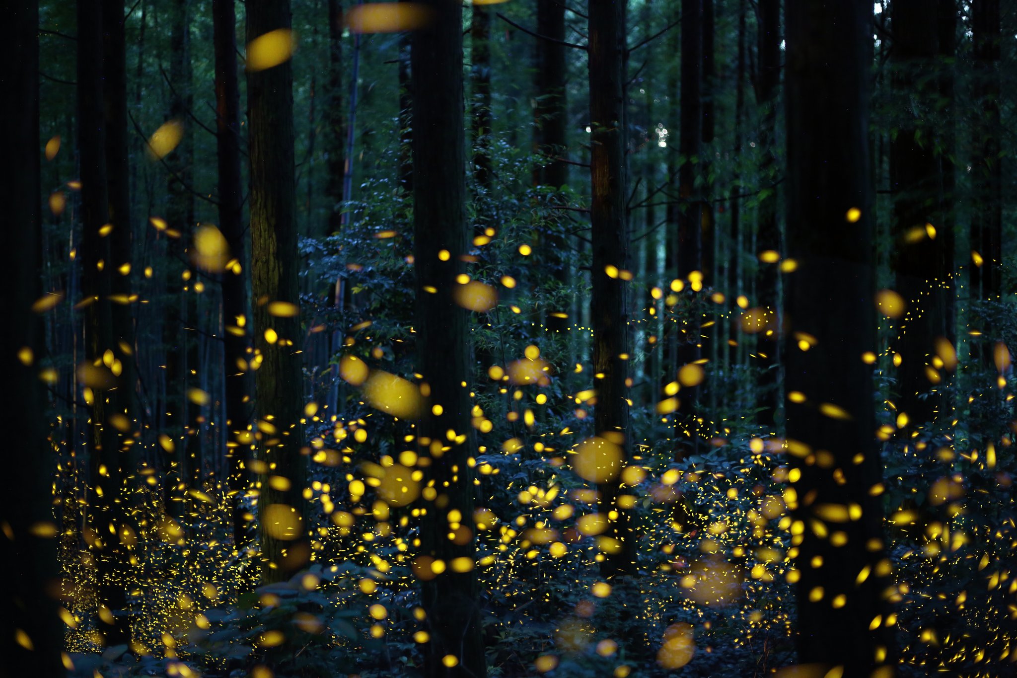 fireflies-providing-a-light-in-the-darkness-suicide-prevention